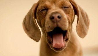 娱乐吃瓜酱监控小狗,小狗日常萌态大曝光！