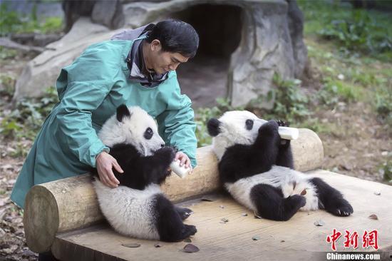 熊猫村最新爆料大赛,揭秘神秘事件,竞猜大奖等你来拿! 第1张 熊猫村最新爆料大赛,揭秘神秘事件,竞猜大奖等你来拿! 第1张